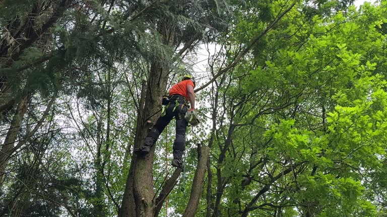 Why Choose Our Tree Removal Services in Sammamish, WA?